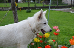 Anna Purna White Swiss Shepherd Flowers