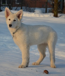 White Swiss Shepherd Anna Purna Les Trois Baisers Winter